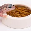 Reptiles & Amphibian U&T | Reptile Food Water Bowl, 2 Pcs Ceramics Worm Dish ,Anti-Escape Reptile Water Feeder ,Mealworm Bowl For Lizard Gecko Bearded Dragon, (S,M,L) (Large)