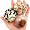 Reptiles & Amphibian QICQDRAM | 3Pcs Boutique Hermit Crab Shells Medium To Large, 2.9"-3.3" Natural Hermit Crab Shells Opening Size 1" - 2", For Hermit Crab Turbo Growth Shells Hermit Crab Supplies