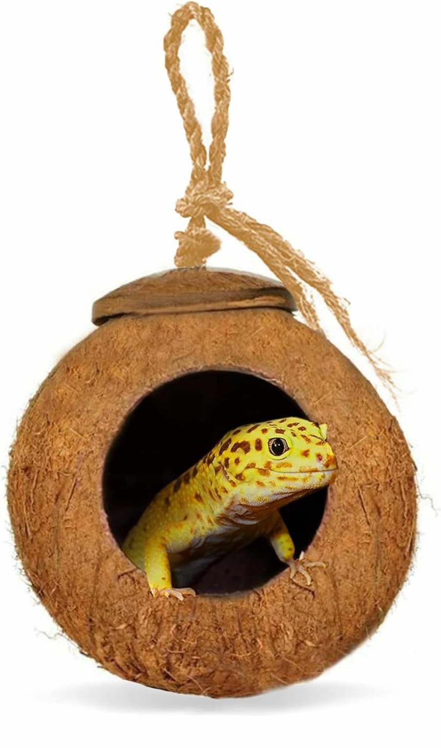 Reptiles & Amphibian SunGrow | Sungrow Leopard Gecko Coco Hut, Gecko Climbing Accessories, Raw Coconut Shell Reptile Hide, Terrarium Habitat Decor, 2.5" Opening Diameter, With Fiber Loop For Hanging (1-Hole)