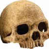 Reptiles & Amphibian Exo Terra | Exo Terra Terrarium Decor Primate Skull