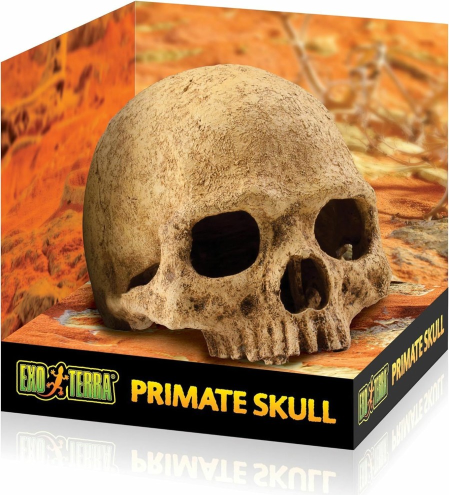 Reptiles & Amphibian Exo Terra | Exo Terra Terrarium Decor Primate Skull