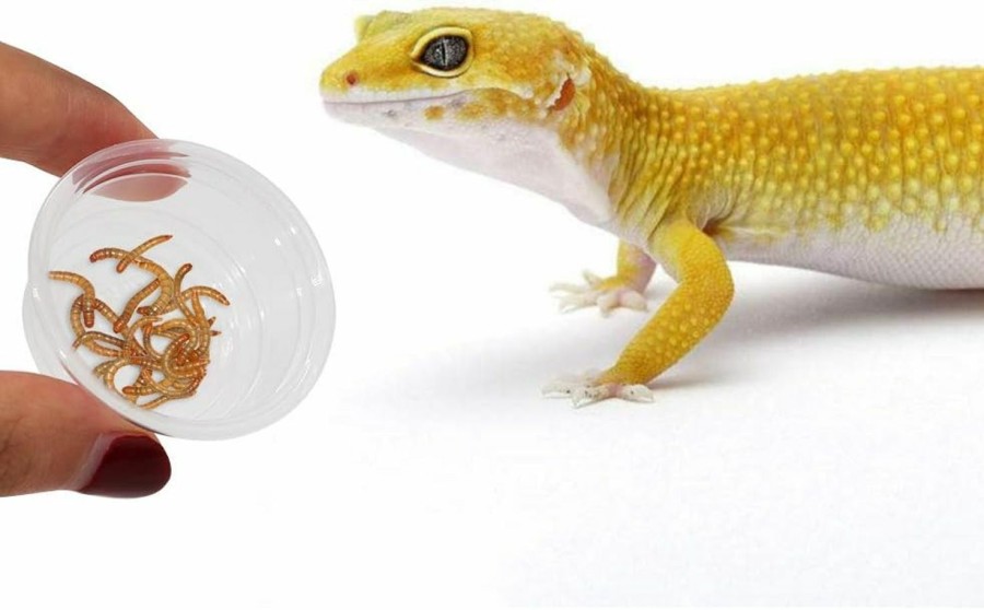 Reptiles & Amphibian SLSON | Slson Small Gecko Food And Water Cups 100 Ct Plastic Feeder Cups For Reptile Feeding Bowls For Crested Gecko Lizard And Other Small Pet, 0.5 Oz