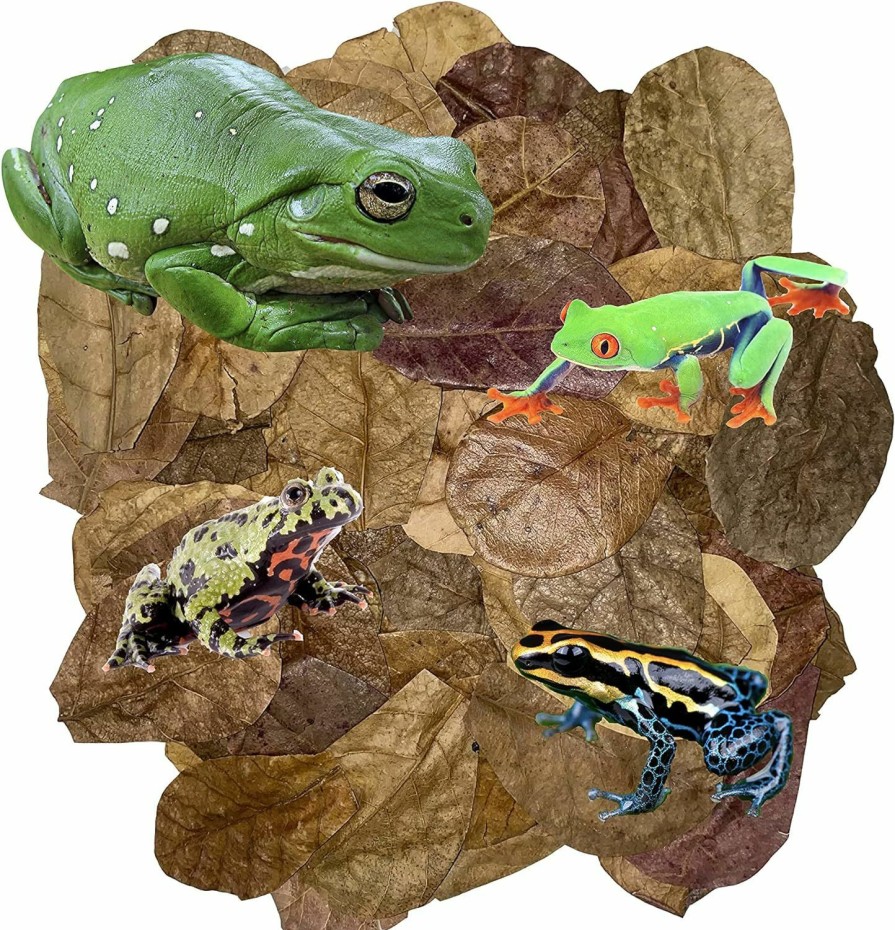 Reptiles & Amphibian Awesome Aquatic | Awesome Aquatic Terrarium Frog Leaf Litter 50 2" Mini Catappa Leaves Provides Shelter, Increases Microfana, And Regulates Humidity, Promotes Breeding And Regulation Of Ph In Substrate Easy To Use