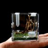 Reptiles & Amphibian AWXZOM | Awxzom Spider Terrarium, Acrylic Reptile Breeding Box Jumping Spider Enclosure With Dropper Tongs Snail Cage, Cricket Enclosure Arboreal Tarantula Habitat