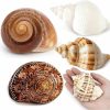 Reptiles & Amphibian Gzerupes | 5Pcs Large Hermit Crab Shells Natural Sea Conch Size: 3\"-4.5\" Turbo Seashells For Hermit Crab Supplies Hermit Crab House For Decor No Paint Or Dye