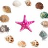 Reptiles & Amphibian XiyaxiVici | Xiyaxivici 12 Pcs Hermit Crab Shells Natural Sea Conch Size 1.2\" - 2\" Small To Medium Growth Turbo Seashells Medium Small Shells Set For Hermit Crab Supplies Conch Toy Beach Home Decoration