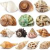 Reptiles & Amphibian Deauepu | Deauepu Premium Hermit Crab Shells 14Pcs (14 Types) | Good For Tiny To Large Hermit Crabs | Opening Size: 1\"-2\", Seashell Size: 1.5\"-3.5\" | Hermit Crab Supplies | No Paint Or Dye