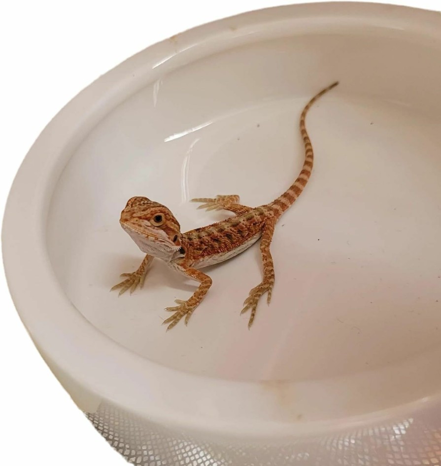 Reptiles & Amphibian RunXF | Runxf Reptiles Bowl Ceramics Dish 3.9 X 1 Inch Round Feeder Anti-Escape Dubia Roach Breadworm Plate With Deep Edge For Lizard Gecko Tortoise (M)