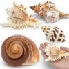 Reptiles & Amphibian Deauepu | Deauepu Premium Hermit Crab Shells 4Pcs (4 Types) | Good For Medium To Large Hermit Crabs | Opening Size: 1\"-1.5\", Seashell Size: 2\"-3.5\" | Hermit Crab House For Decor | No Paint Or Dye