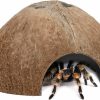 Reptiles & Amphibian Niteangel | Niteangel 2 Pack Natural Coconut Reptile Hideouts, Lizard, Spider And Aquarium Fish Hide Cave (Smooth Surface)