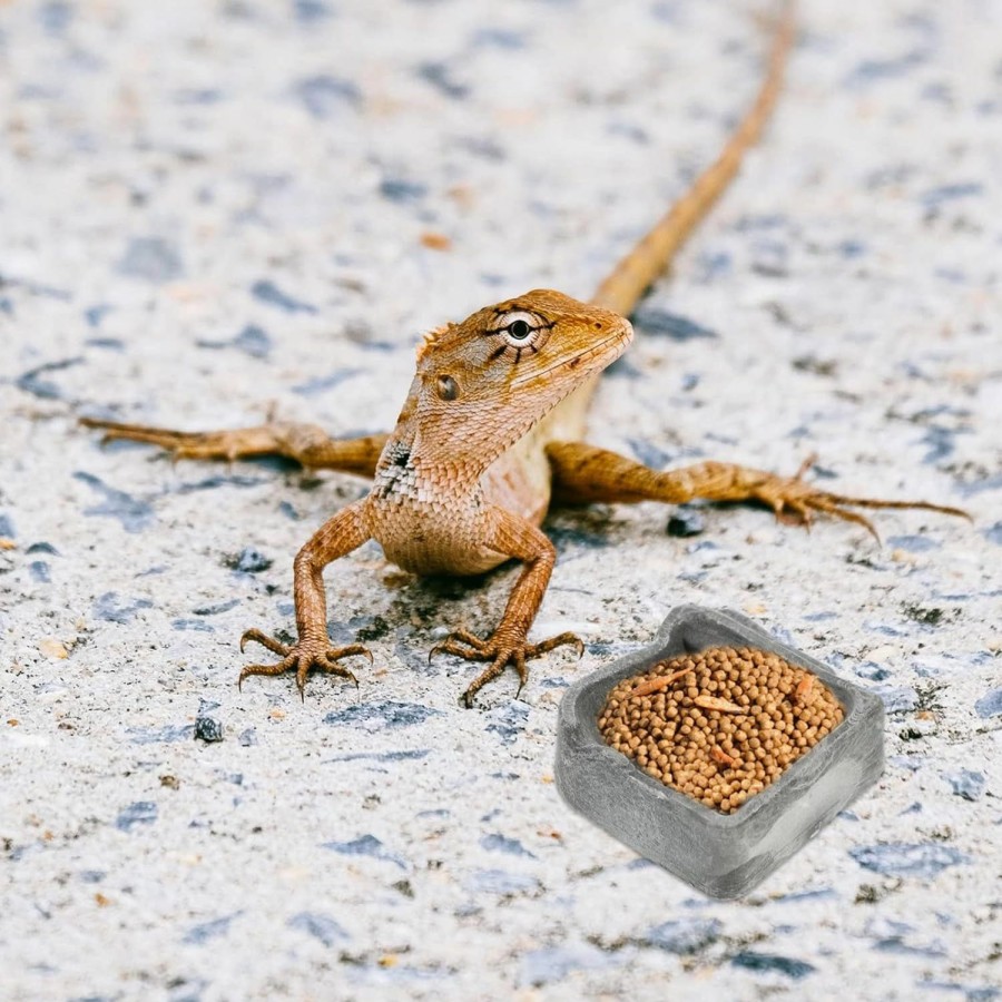 Reptiles & Amphibian balacoo | Reptichip 12 Pcs Pet Bearded Dragon Plate Dish Turtle Water Feeding Scorpion For Reptile Breeding Aquarium Mini Gecko Ornament Tortoise Resin Worm Feeders Habitat Food