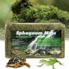 Reptiles & Amphibian Glovv | Glovv 50Qt (14Oz) Sphagnum Moss For Reptiles And Plants, Reptile Moss For Humidity For Leopard Gecko, Ball Python Tank Accessories, Frog, Chameleon, Snake, Tortoise Habit