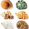 Reptiles & Amphibian WeDoSoy | Wedosoy 5Pcs Large Hermit Crab Shells | Natural Sea Conch Size 2.8\" - 3.9\", Opening Size 1.5\" - 2.5\" | Turbo Seashells For Hermit Crab Supplies And Beach Decoration Large Sea Shell