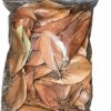 Reptiles & Amphibian Generic | Magnolia Leaf Small Bag 9X12