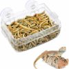 Reptiles & Amphibian ViaGasaFamido | Reptiles Feeder, Amphibians Reptiles Anti-Escape Food Bowl Transparent Suction Cup Worm Feeding Basin For Gecko Snakes Iguana Lizard