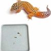 Reptiles & Amphibian spansee | Spansee Leopard Gecko Potty Pad, Gecko Potty Latrine/Trays, Crested Gecko Leopard Gecko Litter Box, Leopard Gecko Tank Accessories, Large