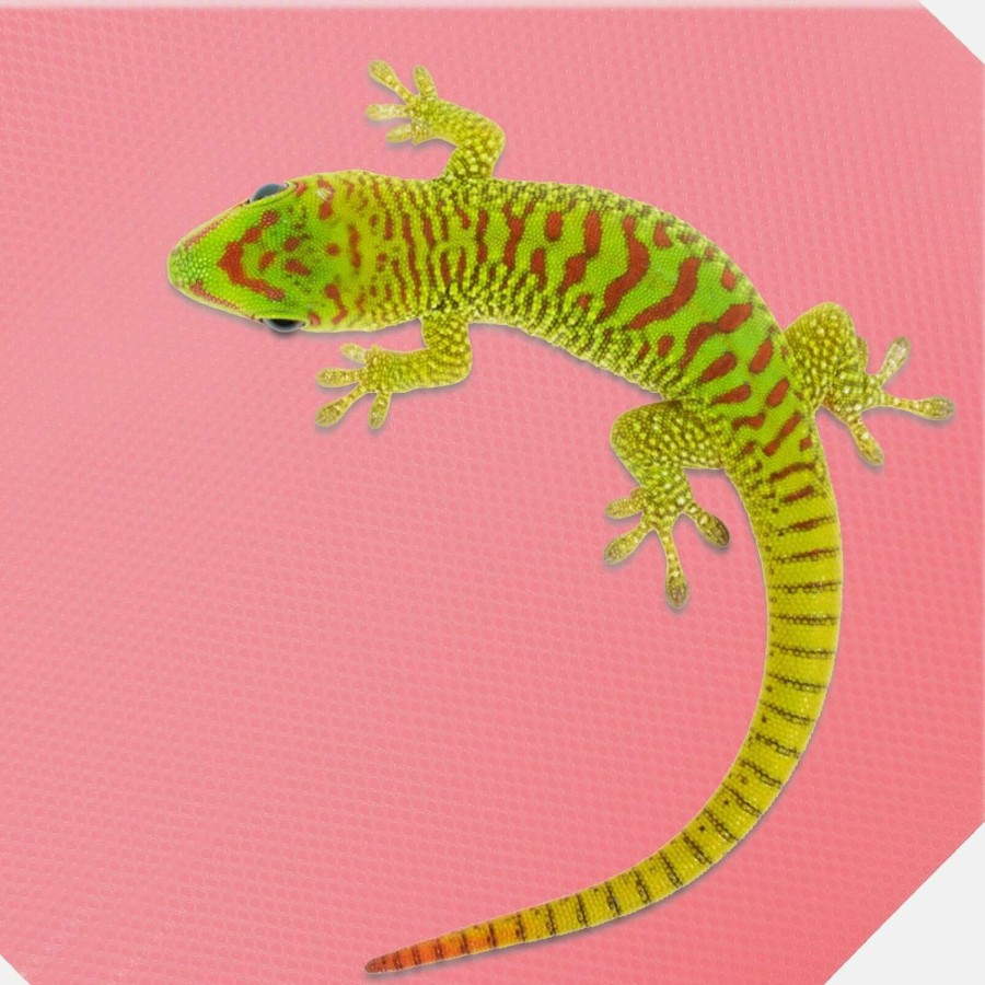 Reptiles & Amphibian Ipetboom | Ipetboom Bearded Dragon Tank Accessories Reptile Carpet Eva Terrarium Liner Bearded Dragon Reptile Substrate Mat Tank Accessories For Leopard Gecko Snake Lizard Tortoise Bearded Dragon Accessories