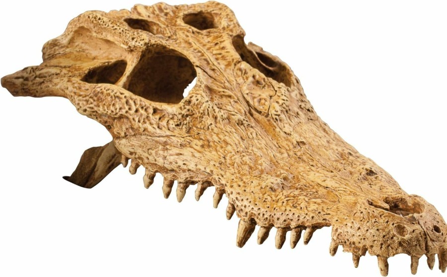 Reptiles & Amphibian Exo Terra | Exo Terra Terrarium Decor Croc Skull Lq, For Reptile And Amphibians