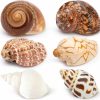 Reptiles & Amphibian Deauepu | Deauepu Premium Hermit Crab Shells 6Pcs (6 Types) | Good For Medium To Large Hermit Crabs | Opening Size: 1\"-2.5\", Seashell Size: 2.75\"-3.5\" | Hermit Crab House For Decor | No Paint Or Dye