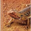 Reptiles & Amphibian Exo Terra | Exo Terra Sand Mat, 20-Gallon