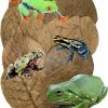 Reptiles & Amphibian Awesome Aquatic | Awesome Aquatic Terrarium Frog Leaf Litter 10 4" - 6" Catappa Leaves Provides Shelter, Increases Microfana,And Regulates Humidity, Promotes Breeding And Regulation Of Ph In Substrate Easy To Use