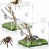 Reptiles & Amphibian Zhehao | Zhehao 2 Pieces Jumping Spider Enclosure Acrylic Spider Terrarium Reptile Breeding Habitat Box With Dropper Tongs For Tarantula Scorpion Sling Isopods Snail Reptile Invertebrates Accessories