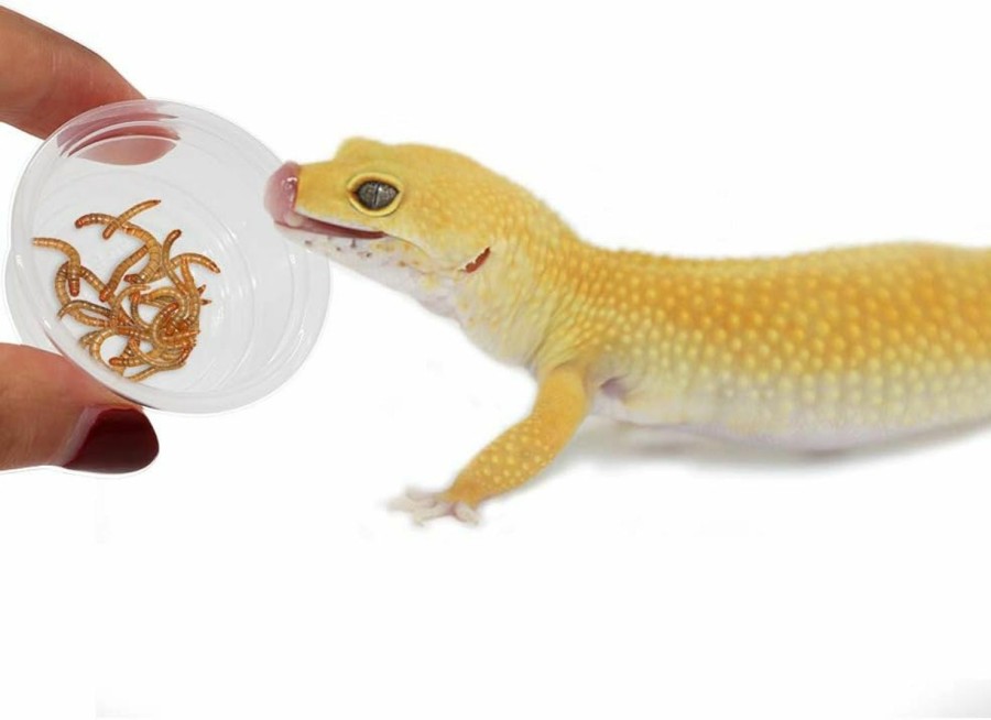 Reptiles & Amphibian SLSON | 300 Pack 0.5 Oz Cups,Gecko Food And Water Cups Plastic Replacement Cup For Reptile Feeding Ledge For Crested Gecko Lizard And Other Small Pet