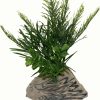 Reptiles & Amphibian Rock Garden | Rock Garden Natural Green Plant With Decorative Resin Base, 6\"