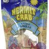 Reptiles & Amphibian Florida Marine Research | Florida Marine Research Sfm33331 2-Pack Hermit Crab Shell, Large