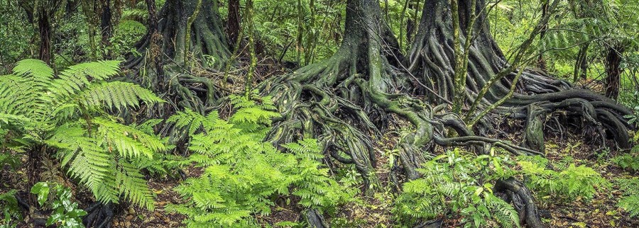 Reptiles & Amphibian CAROLINA CUSTOM CAGES | Carolina Custom Cages Reptile Habitat Background; Rain Forest Ferns & Roots For 20L, 3-Sided Wraparound