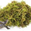 Reptiles & Amphibian Hamiledyi | Hamiledyi Reptile Dried Forest Moss,Natural Moss Bedding For Reptile Incubation Terrarium Moss For Bearded Dragon Lizard Chamelon Gecko Iguana Snakes(200G 7Oz)