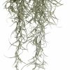 Reptiles & Amphibian Exo Terra | Exo Terra Spanish Moss, Medium