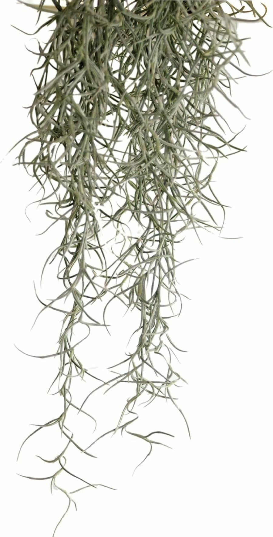 Reptiles & Amphibian Exo Terra | Exo Terra Spanish Moss, Medium