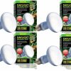 Reptiles & Amphibian Exo Terra | Exo Terra Sun-Glo Basking Spot Lamp, 100-Watt/120-Volt (4 Pack)