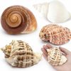 Reptiles & Amphibian Deauepu | Deauepu Premium Hermit Crab Shells 4Pcs (4 Types) | Good For Large Hermit Crabs | Opening Size: 1.5\"-2.5\", Seashell Size: 3\"-3.5\" | Hermit Crab House For Decor | No Paint Or Dye