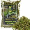 Reptiles & Amphibian Sukh | Sukh Sphagnum Moss For Reptiles - 3Oz Terrarium Moss For Reptiles Peat Moss For Reptiles Orchid Plants Reptile Habitat Bedding Moss For Snakes Turtle Frog Gecko And Other Reptiles Substrate