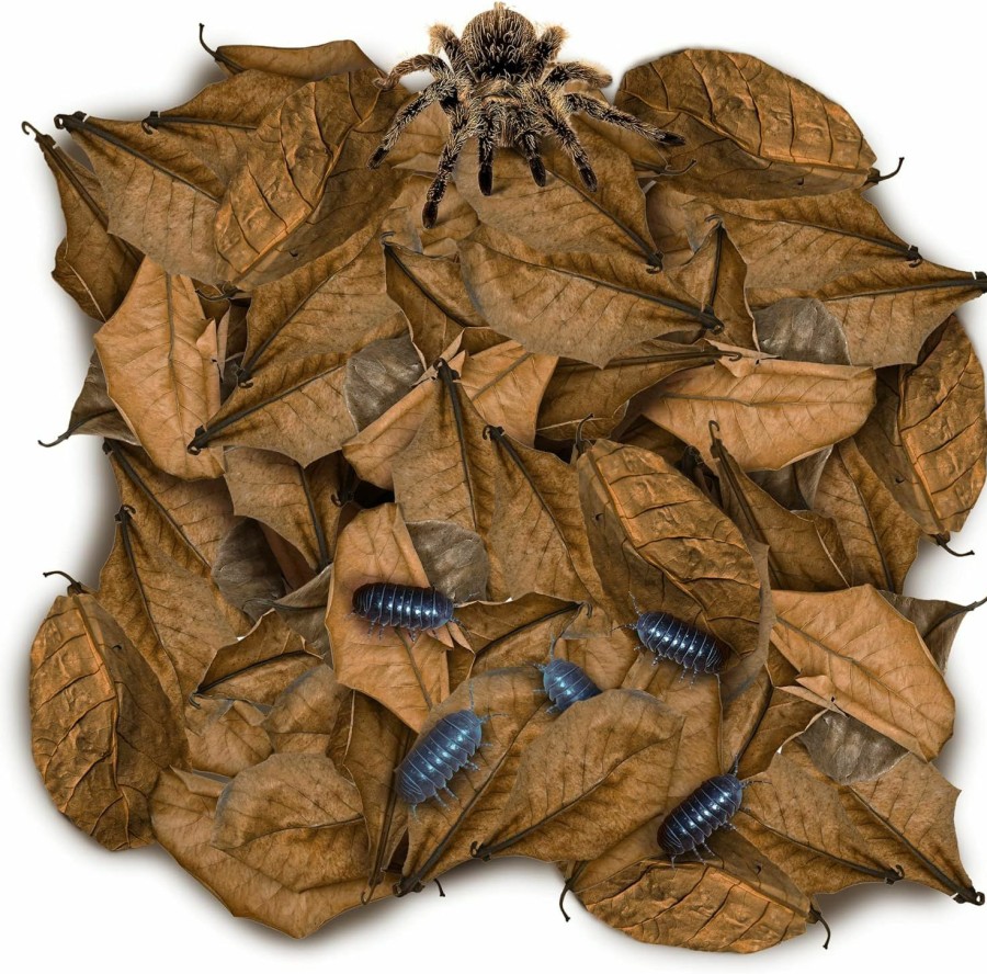 Reptiles & Amphibian SunGrow | Sungrow 50 Pack Leaf Litter For Spider, Cricket & Isopod, Mini Catappa Dried Indian Almond Leaves, For Vivarium, Terrarium & Aquarium, Mimics Familiar Habitat & Perfect Hiding Spot, Terrarium Decor