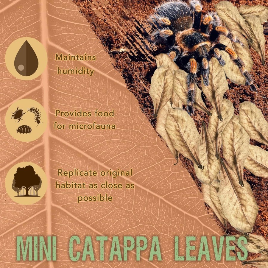 Reptiles & Amphibian SunGrow | Sungrow 50 Pack Leaf Litter For Spider, Cricket & Isopod, Mini Catappa Dried Indian Almond Leaves, For Vivarium, Terrarium & Aquarium, Mimics Familiar Habitat & Perfect Hiding Spot, Terrarium Decor