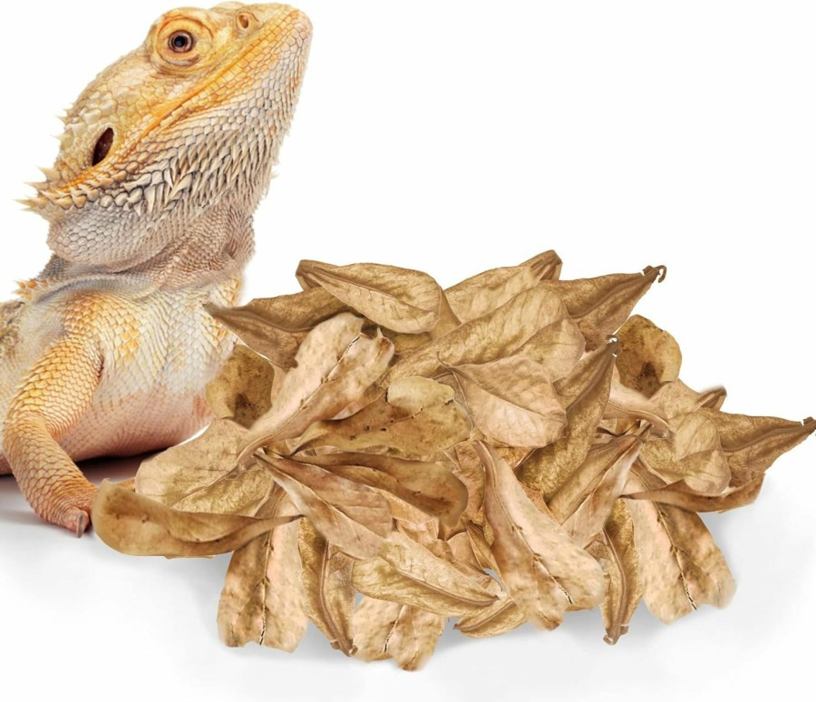 Reptiles & Amphibian SunGrow | Sungrow 30 Pack Large Catappa Indian Almond Leaves For Reptiles, 8 Inches, Leaf Litter Provides Hiding Place And Visual Barrier, Maintains Humidity In Vivarium, Aesthetic Tank Decor In Gecko Terrarium