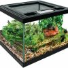 Reptiles & Amphibian REP BUDDY | Rep Buddy Glass Terrarium With Ventilation Opening And Feeding Hole For Live Reptiles & Amphibians Bearded Dragon, Iguana, Turtles (8X8X6 Inches) With Reptile Carpet And Thermometer